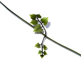 Close up Climbing Ferns or String Ferns leaves photo