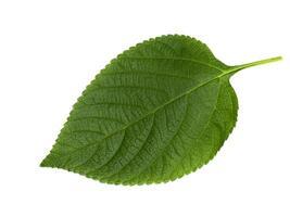 Close up of Lantana camara leaf on white background. photo
