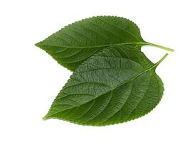 Close up of Lantana camara leaf on white background. photo