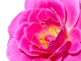 Pink of Rose flower on white background. photo