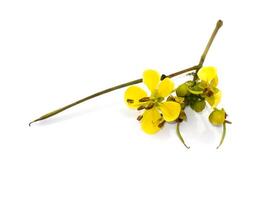 Close up flower of Cassod tree or Senna siamea on white background. photo