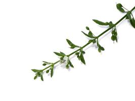 Close up grass of Macao Tea, Sweet Broomweed on white background. photo