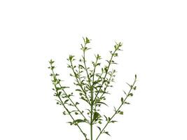 Close up grass of Macao Tea, Sweet Broomweed on white background. photo