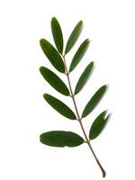 Close up leaf of Cassod tree or Senna siamea on white background. photo