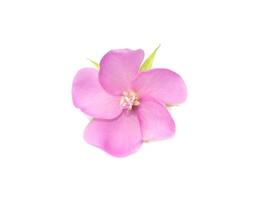 Pink flower of dombeya tree on white background. photo