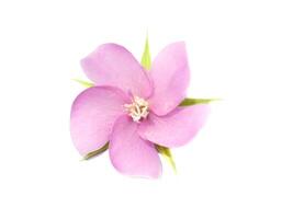 Pink flower of dombeya tree on white background. photo