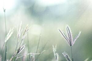 Soft flower grass with floating light and blur background. photo