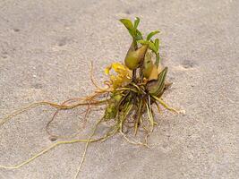 Close up the seed growing with roots on the beach. photo