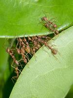 Unity of Rad Ants are building leaf nests. photo