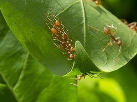 Unity of Rad Ants are building leaf nests. photo
