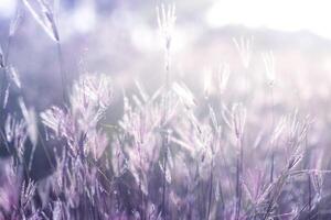 Soft flower grass with light and blur background. photo