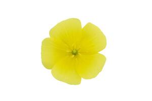 Close up the yellow flower of devil's thorn on white background. photo