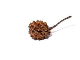 Close up Iron Wood Horsetail seed on white background. photo