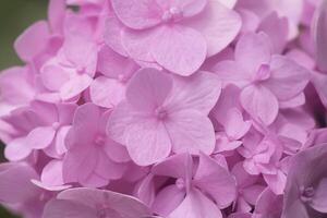 Close up soft pink hydrangea flower with dark background. photo