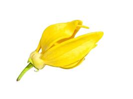Close up fragrant flowers of climbing ylang-ylang photo