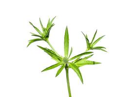 Close up of Culantro, Long coriander or Sawtooth coriander flower on white background photo