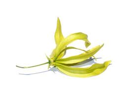 Close up Yellow Chinese Desmos flower is isolate on white background with soft shadow. photo