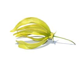 Close up Yellow Chinese Desmos flower is isolate on white background with soft shadow. photo