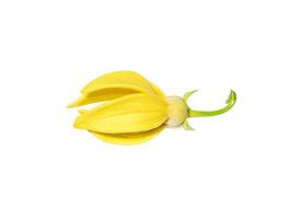 Close up fragrant flowers of climbing ylang-ylang photo