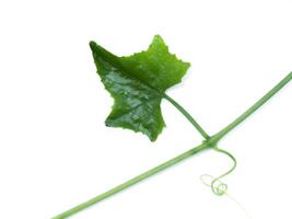 Green ivy leaf on white background. photo