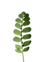 Close up Seed under leaf on white background. photo