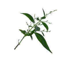Close up Andrographis paniculata plant on white background photo