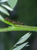 Ants and aphids on the tree. photo