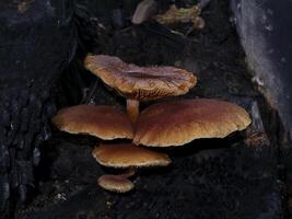 Close up Poisonous mushroom o the ground. photo