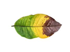 Close up leaf are changing color on white background. photo