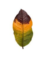 Close up leaf are changing color on white background. photo