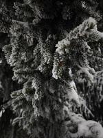 Snow gently dusting pine tree branches in winter wonderland photo