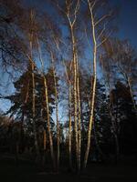 Birch trees at sunset in Stromovka ceske budejovice, czechia photo
