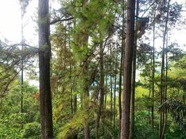 view of pine trees in the forest photo