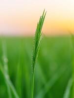 close up of single blade of grass adorned with sparkling dew drops photo