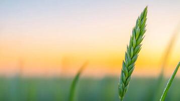 Close up of single blade of grass with sparkling dew at sunrise photo