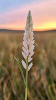 Close up of single grass blade with sparkling dew at sunrise photo