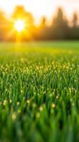 Fresh morning dew glistens on green grass under warm sunrise glow photo
