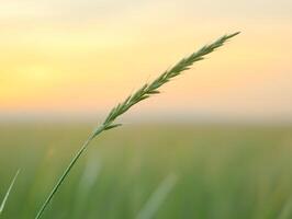 Close up of single blade of grass with sparkling dew at sunrise photo