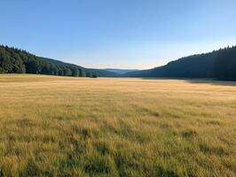 serene meadow with golden grass under clear blue sky photo