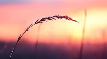 close up of single blade of grass with sparkling dew at sunrise photo