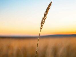single blade of grass glistens with dew at sunrise, showcasing nature beauty photo