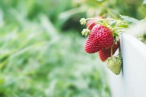Juicy ripe and unripe strawberries in a berry bed. Blurred background. Place for text. photo