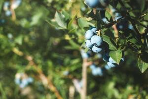 Fresh organic blueberrys on the bush. Place for text. photo