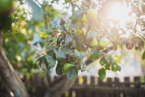 Ripe golden yellow apples on an apple tree branch. Apple orchard. photo