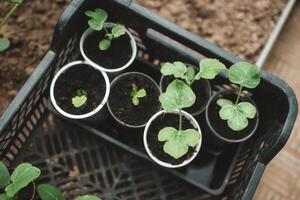 Seedlings of cucumber seeds. The shoots of cucumbers. Green shoots in small seedling pots. photo