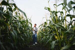 Yong handsome agronomist in the corn field and examining crops before harvesting photo