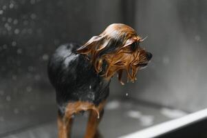 Funny portrait of a dog showering with shampoo. Dog taking a bubble bath in grooming salon photo