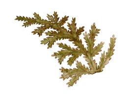 Leaf of fern textured botanical illustration in earth tone. Hand drawn watercolor floral element of forest prehistoric plant. Perfect for the use of ecological material and modern designs. vector