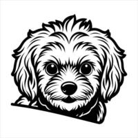 Bichon Frise A Little Ball of Joy vector