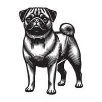 Pug standing dog vector